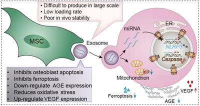 Application of extracellular vesicles in diabetic osteoporosis